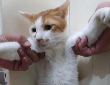 不出门的猫容易得传腹吗