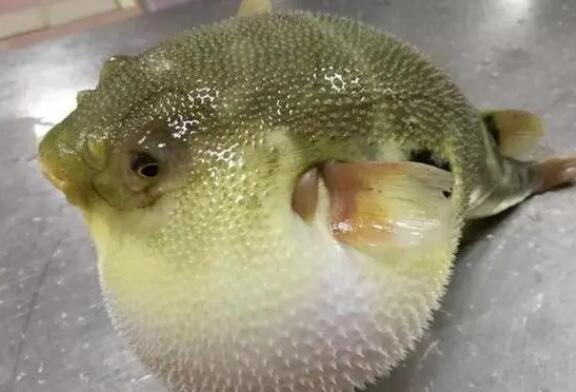 扬中河豚多少钱一斤
