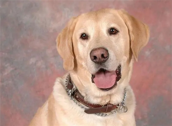 拉布拉多犬虽好,但为何常闻不建议饲养之声? 拉布拉多犬虽好,但为何常闻不建议饲养之声?