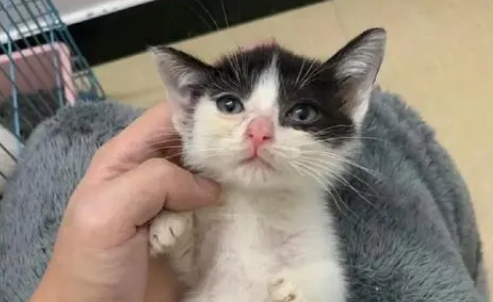2个月小猫适宜温度
