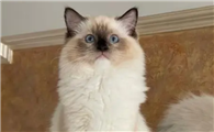斑布猫谁制造的