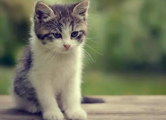 猫多少度以下可以生活