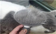 猫掉毛怎么办猫有必要吃卵磷脂吗