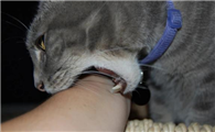 被猫咬了会怎么样