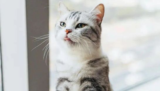 猫适应温度多少合适