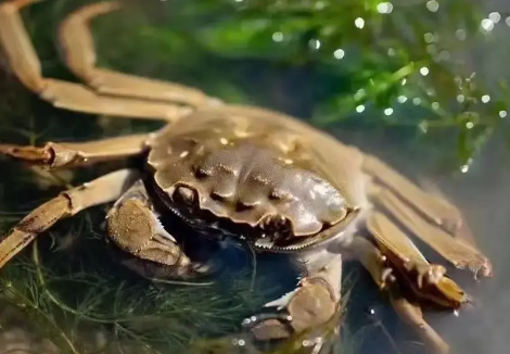 淡水蟹是发物吗