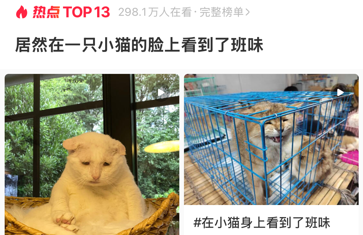 大千世界无奇不有,居然在一只小猫的脸上看到了班味 大千世界无奇不有,居然在一只小猫的脸上看到了班味