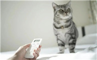 猫适合在多少的温度下活动