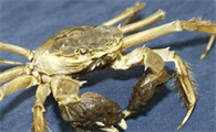 海边如何找到螃蟹