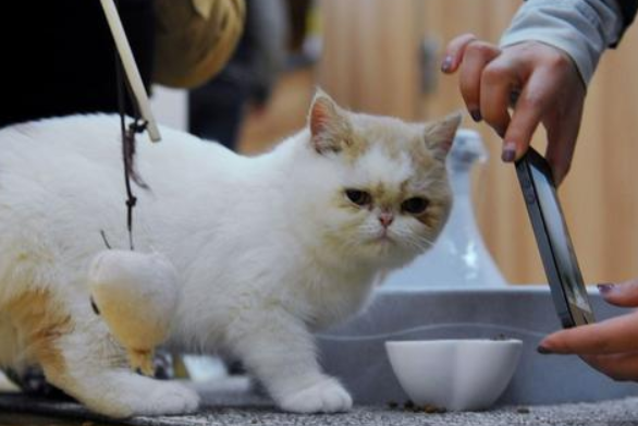 老年人养猫合适吗