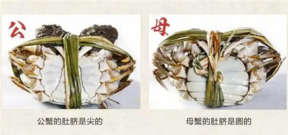 公螃蟹还是母螃蟹蟹黄多