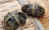 河蟹可以活几天