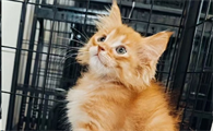被猫抓伤了多久过安全期