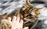 被猫抓伤了怎么判断没事