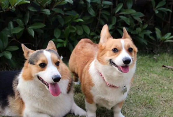 英国皇家宠物犬柯基优缺点，不完整介绍来啦！
