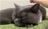 被自己家猫抓伤