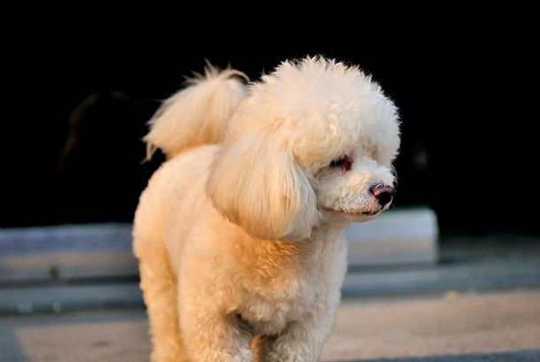 泰迪是什么犬种？速来了解~