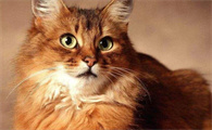 猫咪吃虾的危害