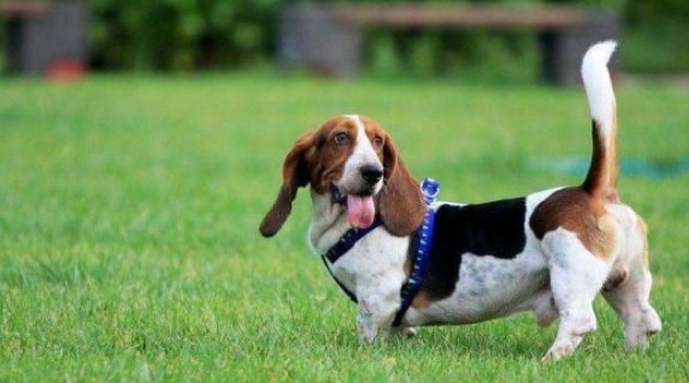 i巴吉度犬是什么狗狗?该怎么挑选狗粮? i巴吉度犬是什么狗狗?该怎么挑选狗粮?