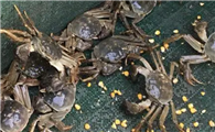 河蟹蒸多长时间熟了