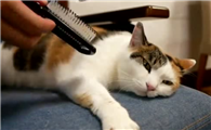 猫掉毛怎么办满屋都是毛