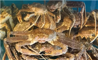 蟹公馆精致深海蟹料理怎么样