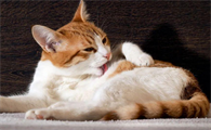 猫咪产前流红色分泌物