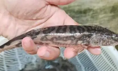 石斑鱼尿酸高吗