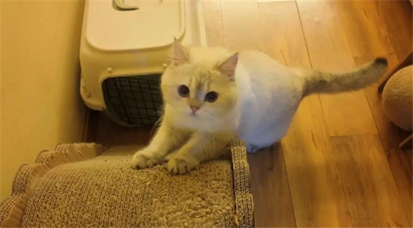 被猫抓伤后一个月猫还活着