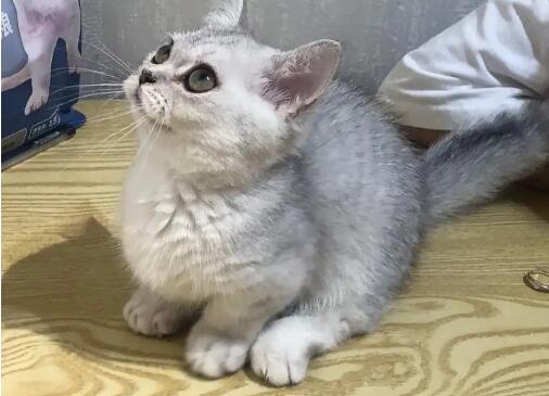 被2个月小猫抓破皮要紧吗