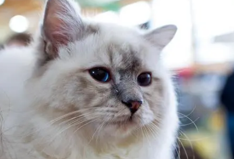 波米拉猫的形态特征如何