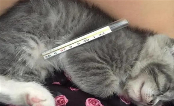 小猫舒适的温度是多少度 小猫舒适的温度是多少度