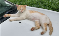 车上为什么不能拉猫