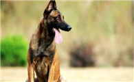 马犬品相大揭秘:教你挑选优秀的马犬!