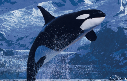 鲨鱼会吃虎鲸吗 鲨鱼会吃虎鲸吗