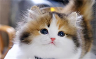 猫咪可以吃蘑菇吗