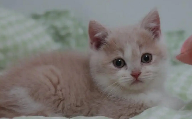 猫猫掉毛严重是怎么回事 猫猫掉毛严重是怎么回事