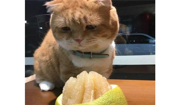 猫能吃柚子果肉么 猫能吃柚子果肉么