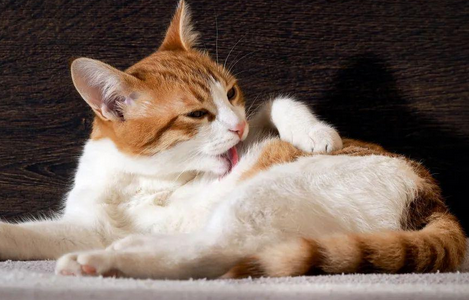 猫咪产前流红色分泌物