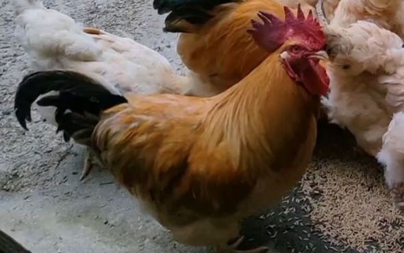 椰子鸡放什么