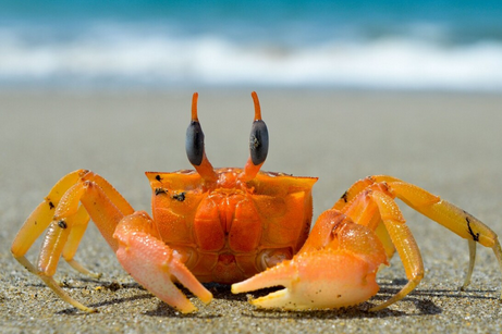 海螃蟹有黄吗