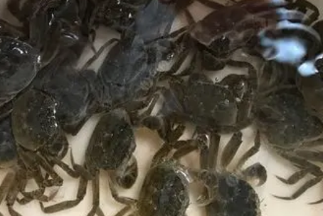 海水螃蟹怎么养