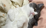 猫流血是大姨妈吗