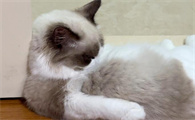 被猫咬了怎么办