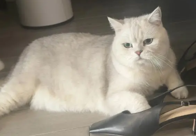 猫产前几天最明显的征兆