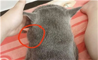 猫咪打完针脖子有硬结