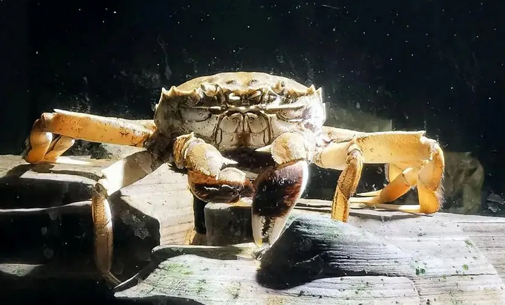 1斤的螃蟹要蒸多久