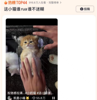 这小猫谁rua谁不迷糊，太可爱了！