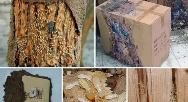 金坛白蚁防治站电话-金坛白蚁治理中心