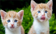 猫咪能吃的人类食物